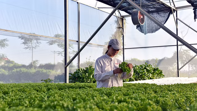 第四次工业革命时代的农场（组图） ảnh 9