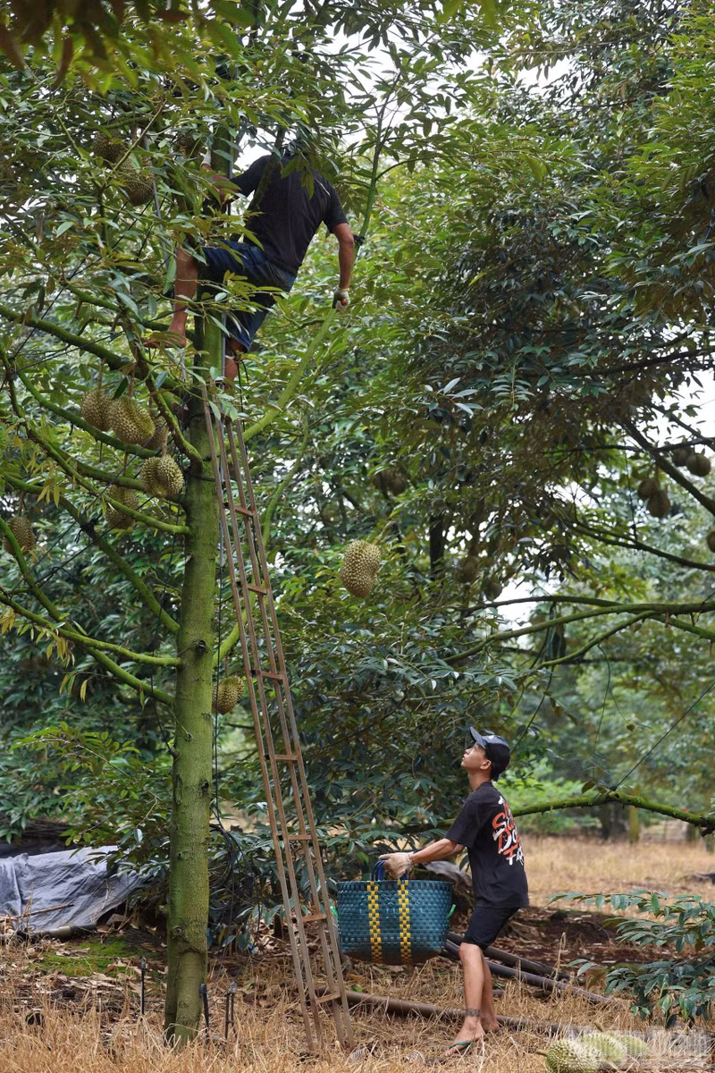 为确保榴莲采收标准，果农需雇佣本地经验丰富的“敲果师”团队。每名工人每天可获得100万至200万越南盾的收入。