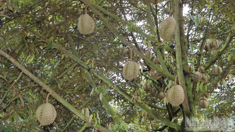 目前同奈市榴莲种植面积已超过2.3万公顷，主要以Ri6和泰国品种为主。