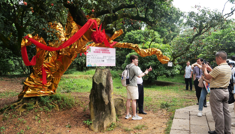茂名贡园里的荔枝古树“仙女散花”。