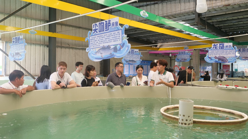 阳西县恒生水产养殖专业合作社负责人介绍养育情况。