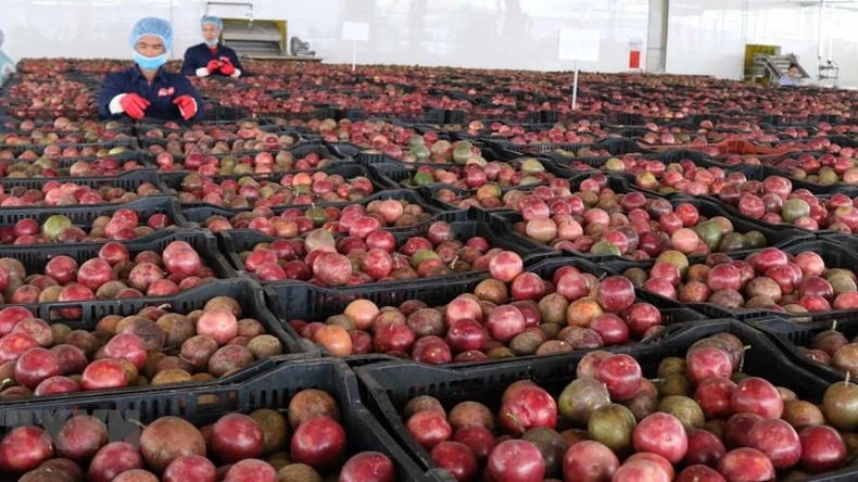 向许多新市场出口水果和蔬菜。