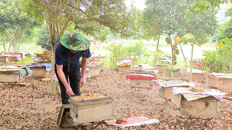 太平乡农民和风土养蜂合作社携手饲养蜜蜂。 太平乡农民和风土养蜂合作社携手饲养蜜蜂。