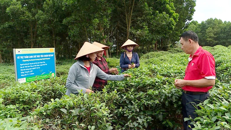 目前,宣光全省有近120个生产链模式。 目前,宣光全省有近120个生产链模式。