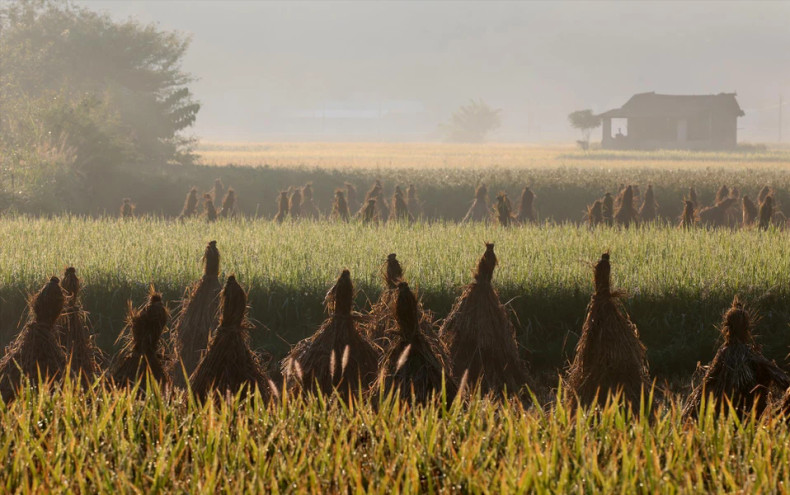 绕山江（Quây Sơn）横穿过玉昆村的金色稻田。