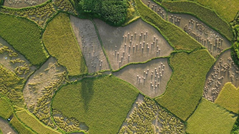 峰南乡稻田满田尽披“黄金甲”。