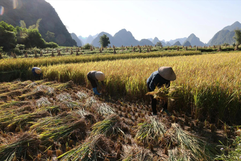岱依族同胞在峰南乡稻田上开镰收获水稻。