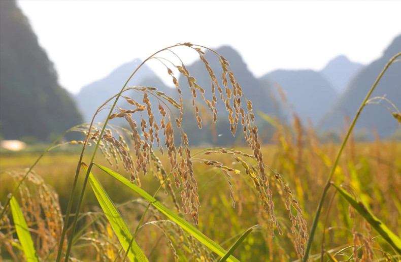 玉昆乡的特产糯米。