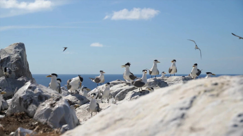 昏岛国家公园的蛋岛鸟类栖息地。