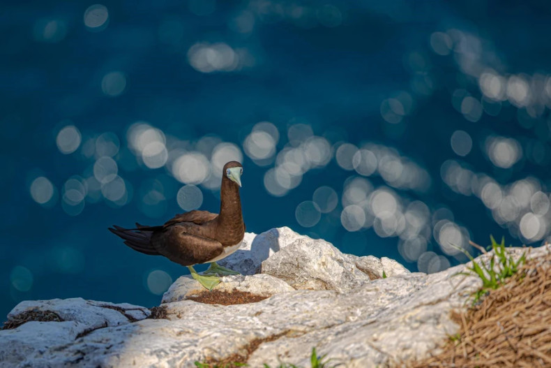 多种鸟类飞回蛋岛鸟类栖息地繁殖并产卵。