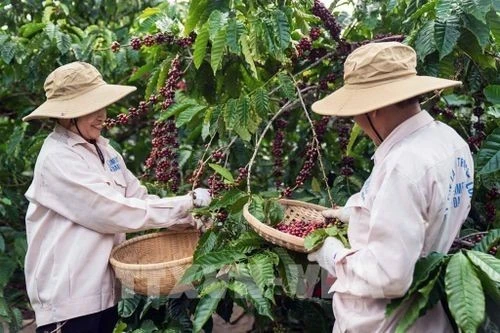 Sản phẩm Việt Nam mở rộng hơn nữa sự hiện diện tại thị trường Argentina