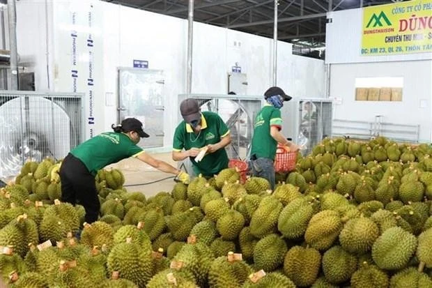 Sầu riêng vẫn là “Vua rau quả” ở Việt Nam, triển vọng xuất khẩu được kỳ vọng cải thiện
