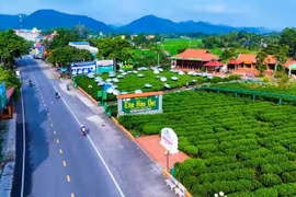 太原省新冈社好达茶叶合作社茶园与农业旅游融合发展一景。