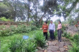介绍嘉远县进胜乡圣阮庙院内的本地草药园。