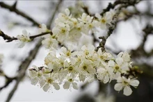北河李花。（图源：越通社）