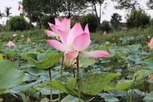 荷花象征着高洁纯粹，也体现出越南人民坚韧不拔、战胜困难的精神，同时也是东方文化与佛教的象征之一。