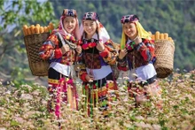 旅游业助力河江省少数民族生活面貌焕发新颜。（图源：投资报）