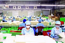 西宁省的成品米纸生产线（图片来源：越通社）