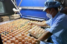新加坡向越南禽肉和蛋类产品开放市场。（图片来源：越通社）