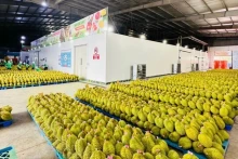 大量越南榴莲出口到中国市场。 （进英 摄）