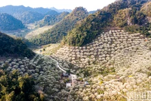 雪白般的山萝省姆娜奥山谷梅花