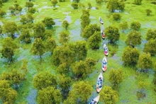 安江省的茶师白干层树林。（图片来源：dulichvietnam.com.vn）