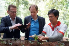 荷兰气候与发展基金会和国际自然保护组织驻越南办事处专家组在广南省茶梅南县茶灵乡对越南参参有限公司的“在林冠下可持续发展玉灵人参提案”技术和金融扶持项目进行实地考察。（图片来源：越通社）