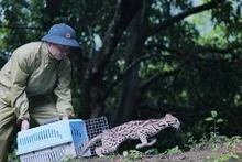 附图：把野生动物放归大自然。