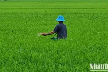 后江省农民正在给水稻施肥和照料。（冯勇 摄）