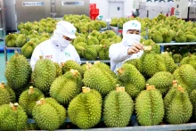 附图：中国是越南第一大果蔬进口市场。