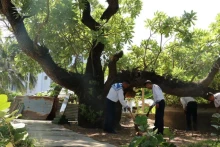 附图：遗产树——打造宜居的社区绿色空间。
