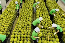 附图：越南榴莲以正贸方式出口中国。