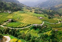 黄树肥（Hoàng Su Phì）是河江省西部的一个县份，这里拥有美不胜收，雄伟壮观的自然风光和一望无际的金黄色梯田。（图片来源：越通社）