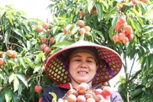 西原地区荔枝成熟季节【组图】