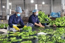 巴地头顿省着力打造种植区代码 助力提升水果价值。