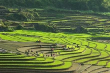 附图：老街省沙巴市梯田。