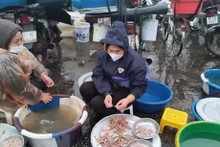 专家呼吁印尼采用越南渔业发展模式