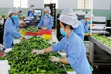 附图：越南农产品产业主动开拓出口市场。