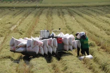 附图：2023年越南大米出口出现积极信号。