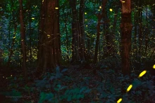 越南首次推出夜间穿越森林观赏萤火虫的旅游线路。（图片来源：越通社）