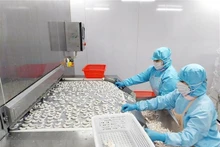 附图：冷冻虾加工。