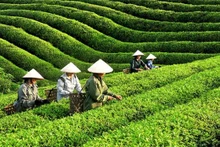 附图：越南茶叶收获。