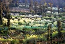 北河高原花季正值，纯白李花开满枝头。