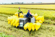 附图：越南大米出口量达到前所未有的水平。