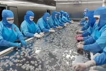 合作伙伴的市场对出口商品尤其是农水产品的要求日益苛刻。(平安 摄）