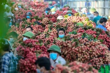 北江省为荔枝生产与销售创造便利条件