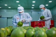 附图：2022年，越南开始向美国出口柚子。