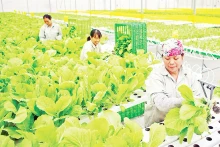 在永福省三岛县VinEco农场收获干净的蔬菜。