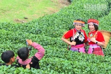 游客身穿民族服装在茶山上拍纪念照。