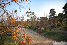 在河内市的柿子园美景。